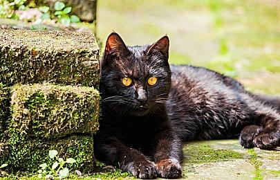 北欧女神新作《Valkyrie Elysium》将登陆PC和PS